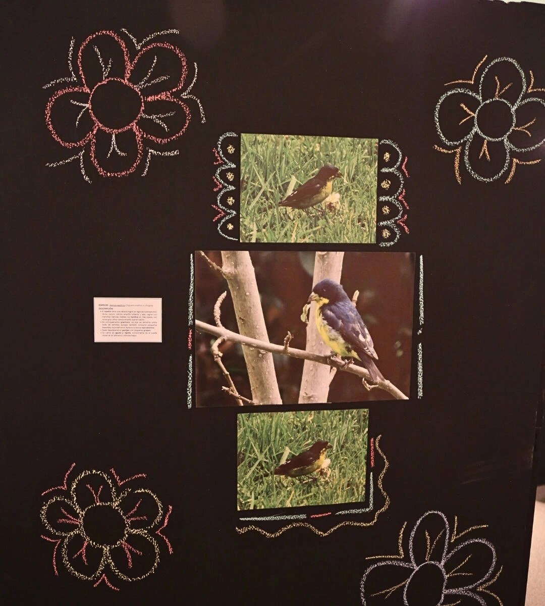 10-Aves