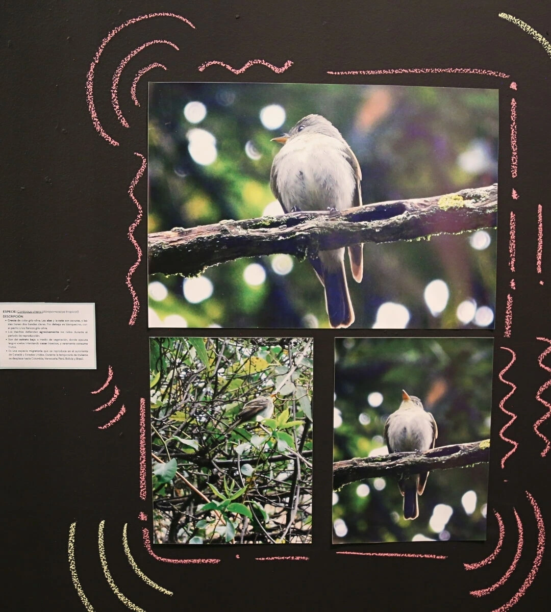 2-Aves