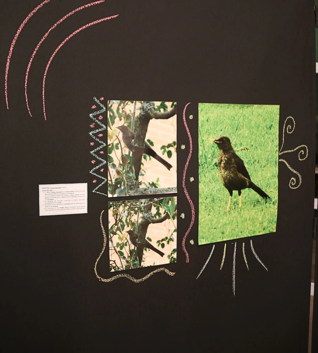 8-Aves